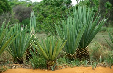 Sisal Plant, agave sisalana, Fort Dauphin in Madagascar   clipart