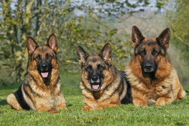 Alman Çoban Köpeği, Yetişkinler Çimlerin üzerinde  