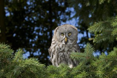 Büyük Gri Baykuş, Strix Nebulosa, Yetişkin  