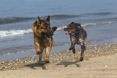 Alman çoban köpeği, Brittany Spaniel ile oynayan erkek, Normandiya plajı.  