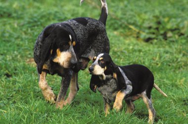 Küçük Mavi Gascony Tazı Köpek, Anne Yavru Köpek   