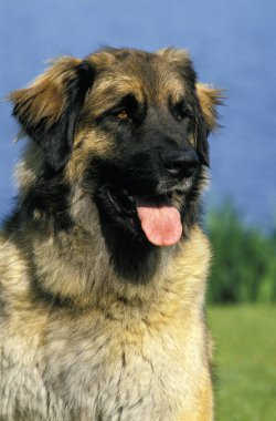 Leonberger Köpeği suyun yanında duruyor  
