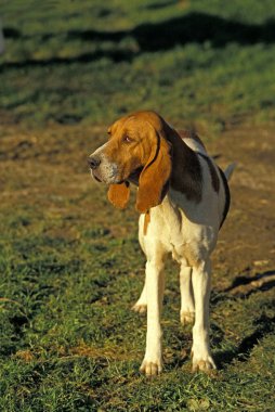 Artois av köpeği, doğal bir geçmişi var.