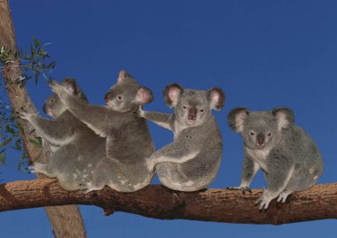Koala, phascolarctos cinereus, Group sitting on Branch, Australia   clipart