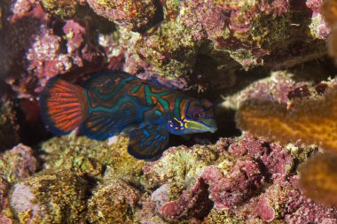 Mandalina balığı, senkrom mercan renginde kamufle edilmiş.  