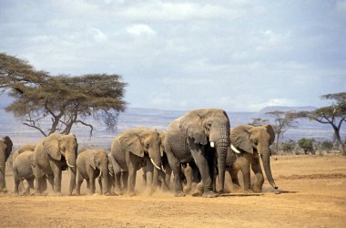 Afrika fili, loxodonta africana, Herd Savannah 'da yürüyor, Kenya Samburu Parkı' nda.  