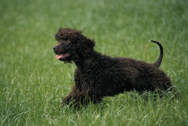 İrlanda Suyu Spaniel Köpeği Çimenlerde yürüyor  