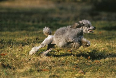 Gri Standart Kaniş Köpek Koşuyor  