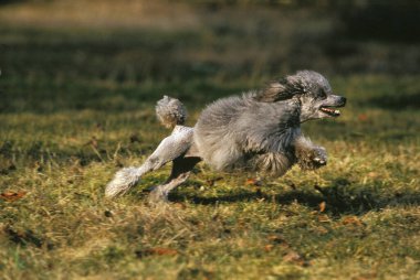 Grey Standard Poodle Dog running   clipart