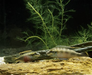 Kribensis Cichlid, pelmatochromis kribensis  