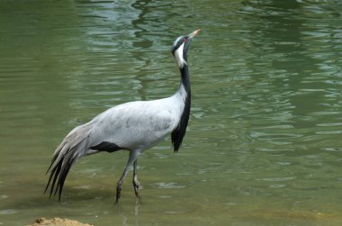 Demokiselle Crane, Başak Antropoides, Suda Yetişkin 
