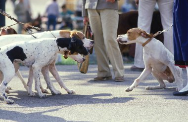 İşaretçi Köpekler Tasmayı Korudu  