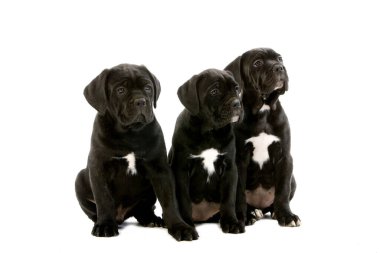 Cane Corso, İtalyan bir köpek yetiştiricisi, Beyaz Arkaplan 'a karşı oturan köpek yavruları.  