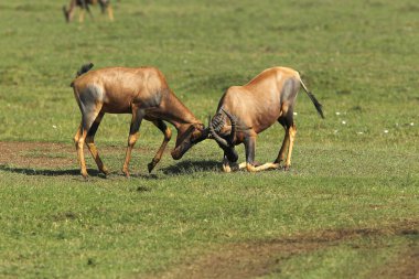 Topi, damaliscus korrigum, Males fighting, Masai Mara Park in Kenya  