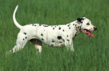 Dalmaçyalı Köpek Tarlada  