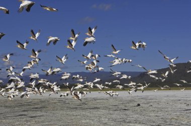 Büyük Beyaz Pelikan, Pelecanus onocrotalus, Grup Uçuş, Kenya Nakuru Gölü 'nde Koloni 