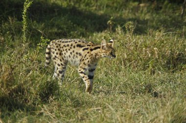 Hizmet, leptailurus serval, Kenya 'daki Masai Mara Park. 
