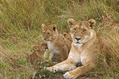 Afrikalı Aslan, Panthera Leo, Yavru Anne, Kenya 'daki Masai Mara Parkı 