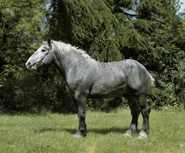 Percheron Draft Horse, natural background clipart