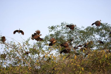 Hoatzin, opisthocomus hoazin, Los Lianos Venezuela 