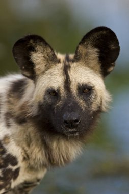 Afrika Vahşi Köpeği, Lycaon Pictus, Yetişkin Portresi, Namibya  