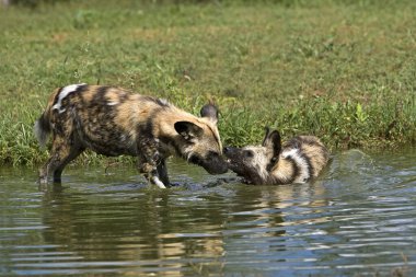 Afrika Vahşi Köpeği, Lycaon Pictus, Su Deliğinde duruyor, Namibya 