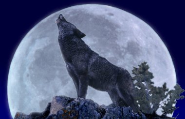 Avrupalı Kurt, köpek lupus, Aya Uluyan Yetişkin  