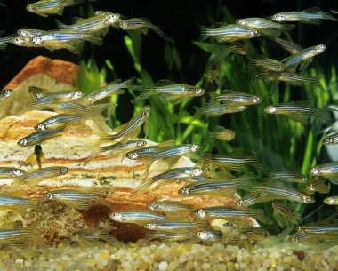 Uzun-Finli Zebra Balığı, brachydanio rerio, Akvaryum Balıkları  