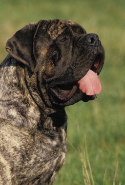 Mastiff Dog, Yetişkin Portresi 