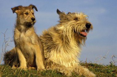 Picardy Çoban Köpeği, Yavru Anne   