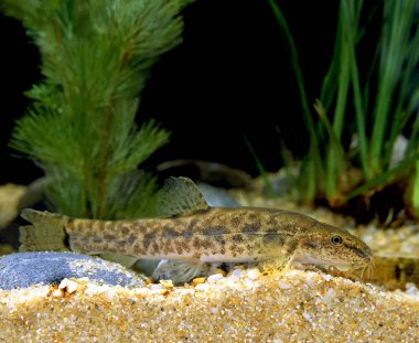 Omurgalı Loach, kobitis taenia  