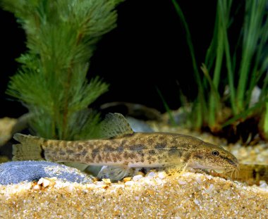 Spined Loach, cobitis taenia   clipart