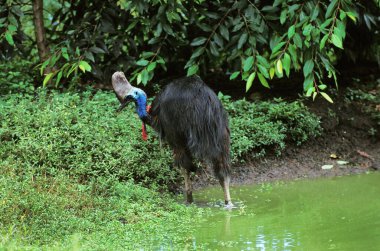 Güney Cassowary ya da Çift Sulu Cassowary, Casuarius Casuarius, Sudan çıkan Yetişkin  