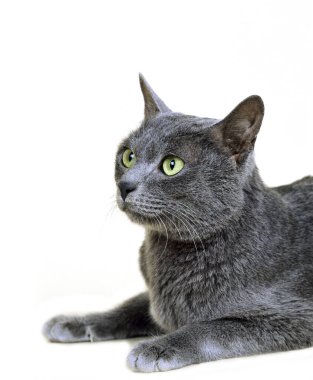 Korat Evcil Kedisi, doğal arka plan