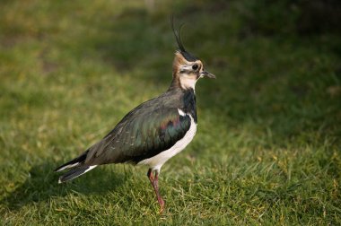 Kuzey Lapwing, Vanellus Vanellus, Normandiya  