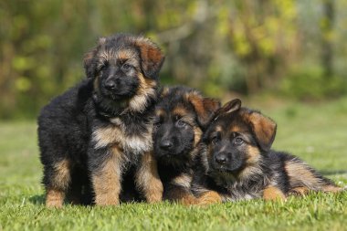 Alman Çoban Köpeği, Çimlerin üzerinde duran Yavru Köpek  