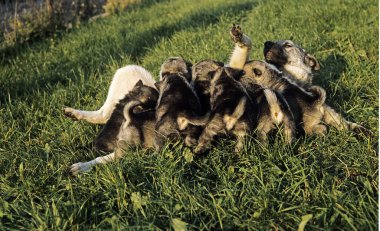 Norwegian Elkhound Dog, Mother with Puppies suckling   clipart