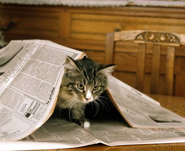 Skogkatt Evcil Kedi, Gazeteyle Oynayan Kedi  