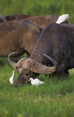 Afrika Bizonu, syncerus caffer ve Sığır Egret, Bubulcus Ibis, Kenya 'daki Masai Mara Park   