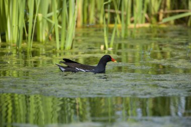 Ortak Moorhen veya Avrupa Moorhen, gallinula kloropus, Pond, Normandiya 'da duran Yetişkin  