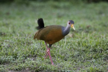 Gri boyunlu korkuluk, Aramides Cajanea, Venezuela 'daki Los Lianos 