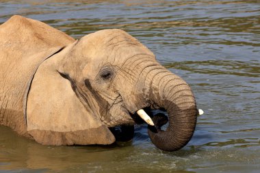 Afrika fili, loxodonta africana, Yetişkin Banyo  