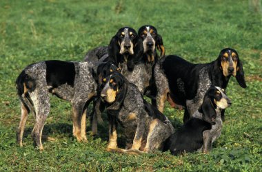 Küçük Mavi Gascony Tazı, Otların üzerinde duran Köpek   