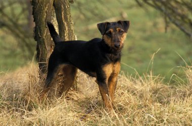 Jagd Terrier ya da Alman Av Köpeği   