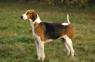 Poitevin Köpek, Foxhound Erkek  