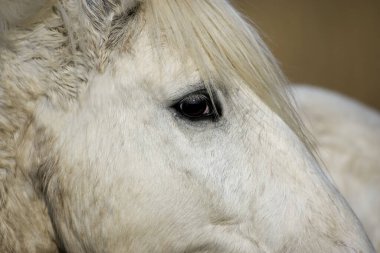 Camargue Atı, Gözü Kapat, Saintes Maries de la Mer Fransa 'nın güneydoğusunda  