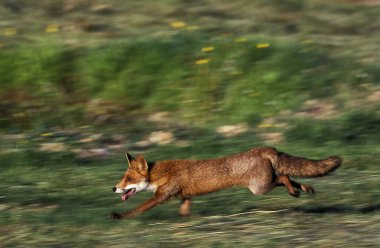 Kızıl Tilki, Vulpes vulpes, Yetişkin koşusu, Normandiya  