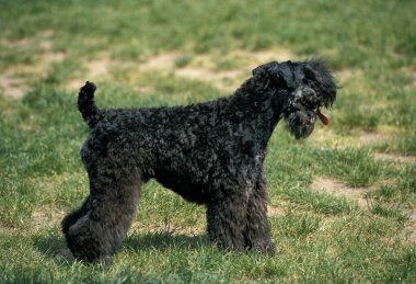 Kerry mavi korkunç köpek 