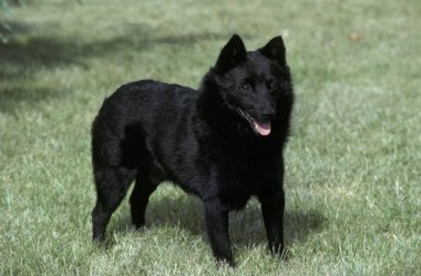 Schipperke Dos çimlerin üzerinde duruyor.   