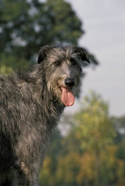 İskoç Deerhound, Dilsiz Yetişkin Köpeğin Portresi  
